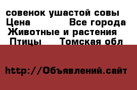 совенок ушастой совы › Цена ­ 5 000 - Все города Животные и растения » Птицы   . Томская обл.